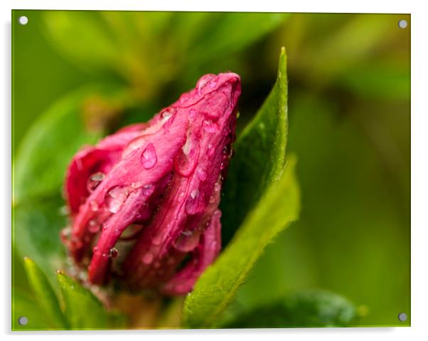 Raindrops on the unopened bud. Acrylic by Jonathan Thirkell