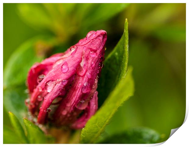 Raindrops on the unopened bud. Print by Jonathan Thirkell