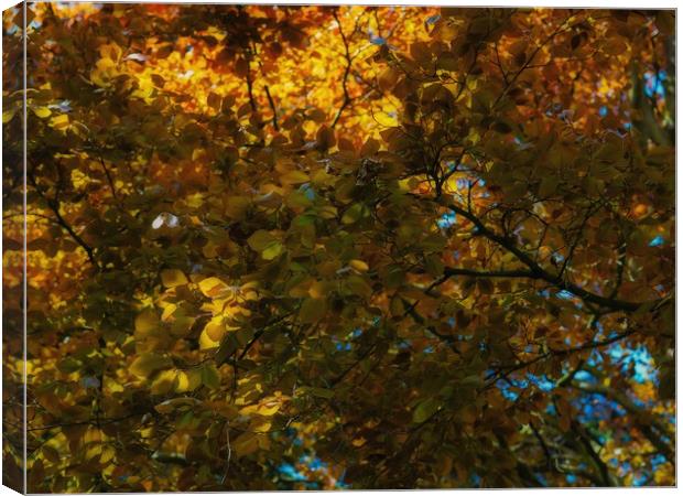 Copper Beech   Canvas Print by Victor Burnside