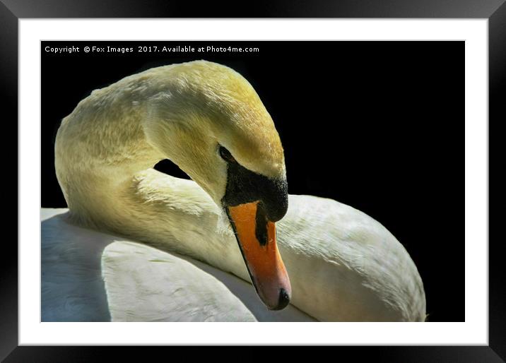 Female Mute Swan Framed Mounted Print by Derrick Fox Lomax