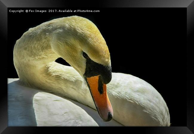 Female Mute Swan Framed Print by Derrick Fox Lomax