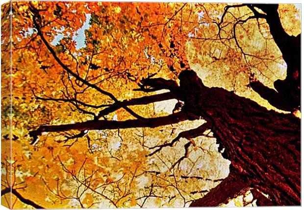 Japanese Maple Canvas Print by Henry Horton