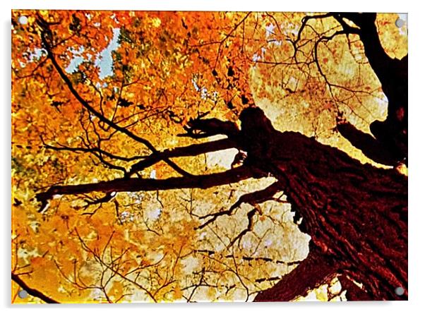 Japanese Maple Acrylic by Henry Horton