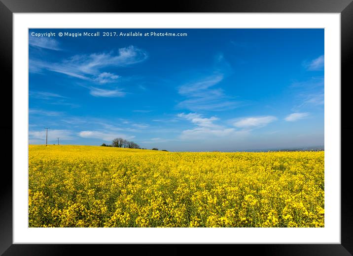 Yellow Oilseed Rape with vivd blue sky Framed Mounted Print by Maggie McCall
