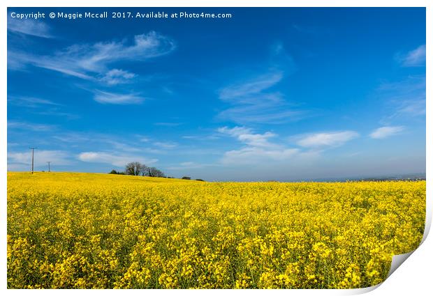 Yellow Oilseed Rape with vivd blue sky Print by Maggie McCall