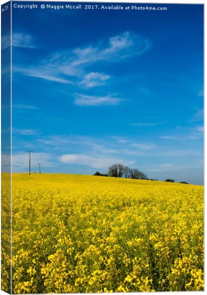 Yellow Oilseed Rape with vivd blue sky Canvas Print by Maggie McCall