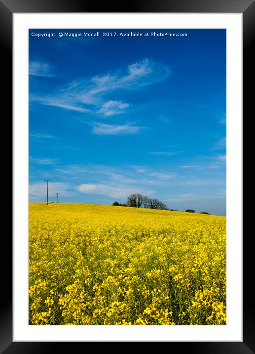 Yellow Oilseed Rape with vivd blue sky Framed Mounted Print by Maggie McCall