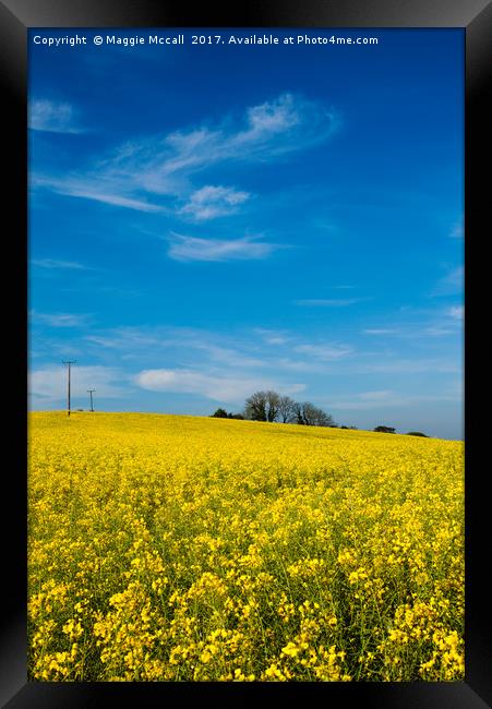 Yellow Oilseed Rape with vivd blue sky Framed Print by Maggie McCall