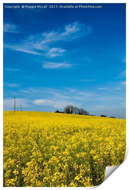Yellow Oilseed Rape with vivd blue sky Print by Maggie McCall