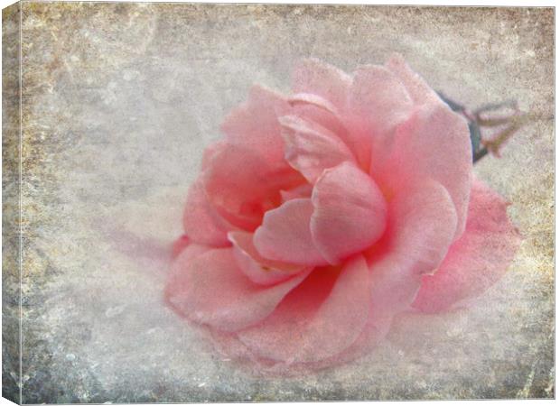  pretty rose  Canvas Print by sue davies