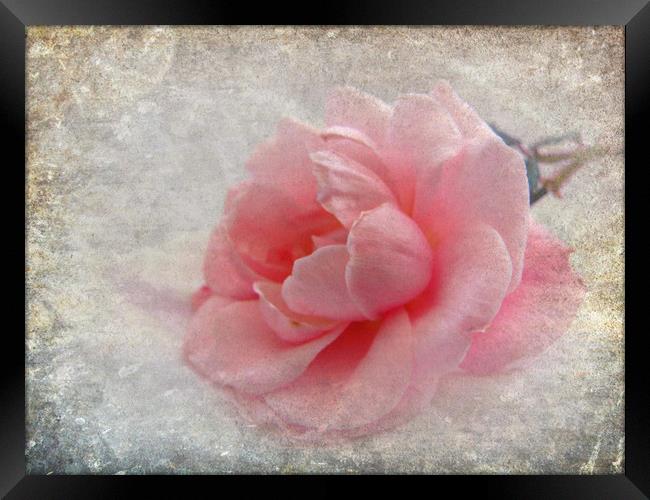  pretty rose  Framed Print by sue davies