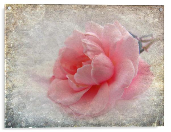  pretty rose  Acrylic by sue davies