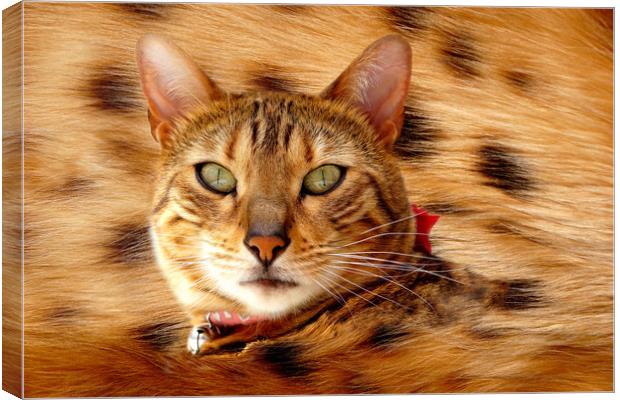 Bengal spotty belly Canvas Print by JC studios LRPS ARPS