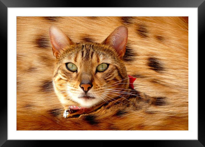 Bengal spotty belly Framed Mounted Print by JC studios LRPS ARPS
