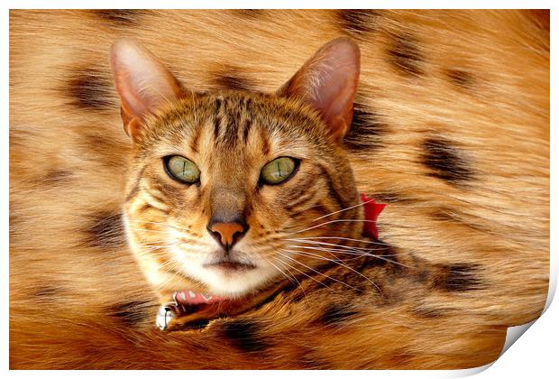 Bengal spotty belly Print by JC studios LRPS ARPS