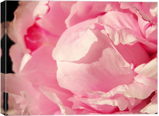 Pink Peony Canvas Print by Mary Lane