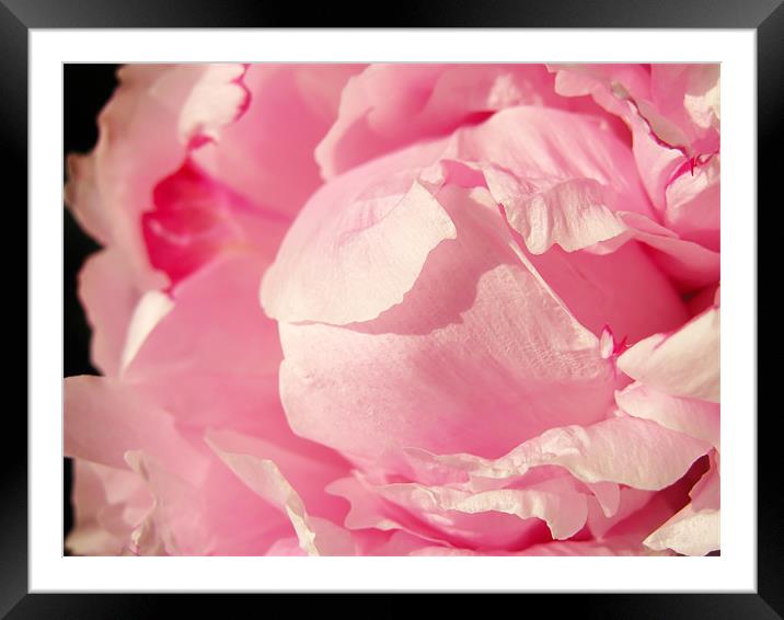 Pink Peony Framed Mounted Print by Mary Lane