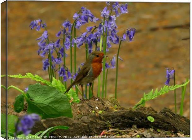 "Robbie in the bluebells" Canvas Print by ROS RIDLEY