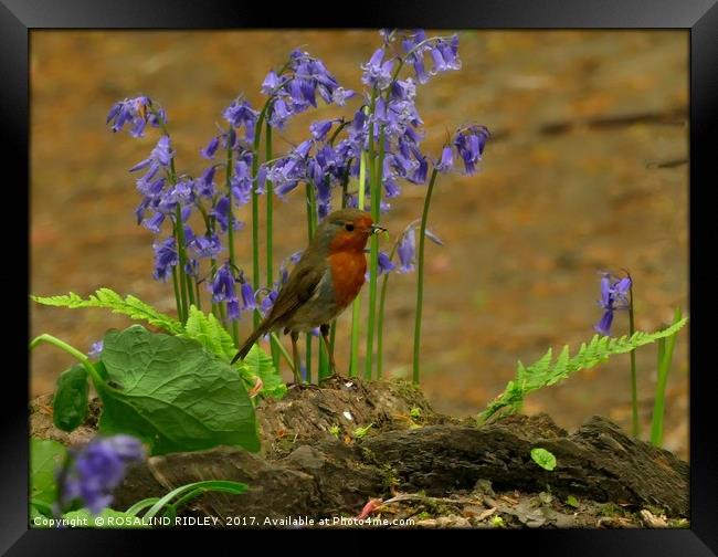 "Robbie in the bluebells" Framed Print by ROS RIDLEY