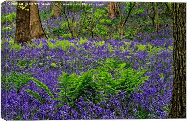 Bluebells and Ferns Canvas Print by Martyn Arnold