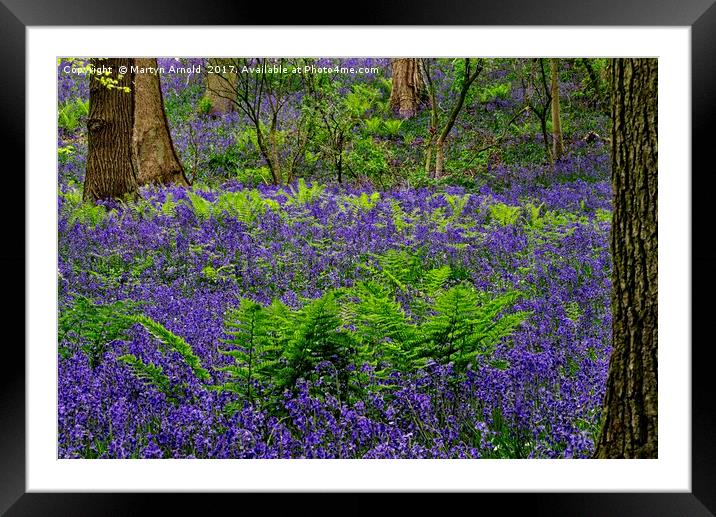 Bluebells and Ferns Framed Mounted Print by Martyn Arnold
