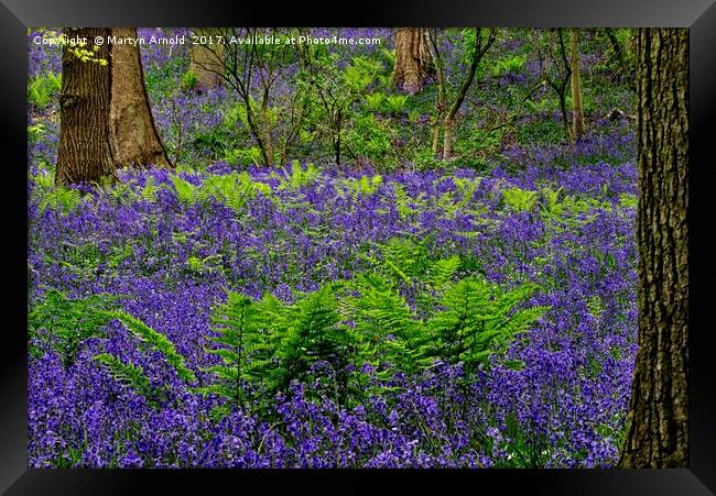 Bluebells and Ferns Framed Print by Martyn Arnold