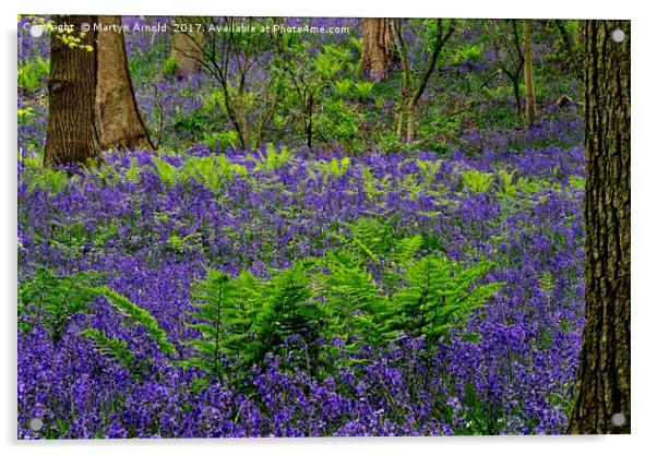 Bluebells and Ferns Acrylic by Martyn Arnold