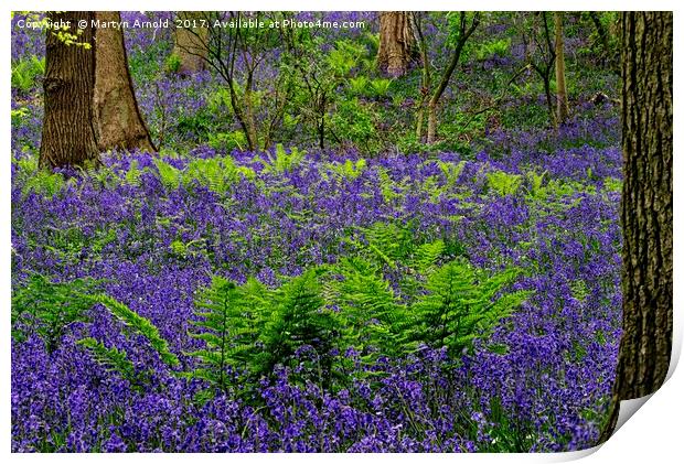 Bluebells and Ferns Print by Martyn Arnold