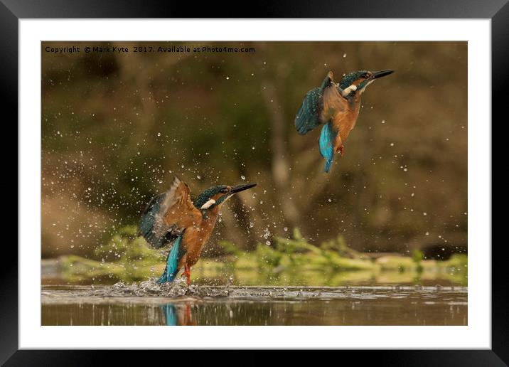 Kingfisher  Framed Mounted Print by Mark Kyte