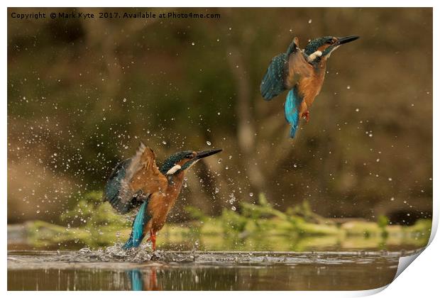 Kingfisher  Print by Mark Kyte
