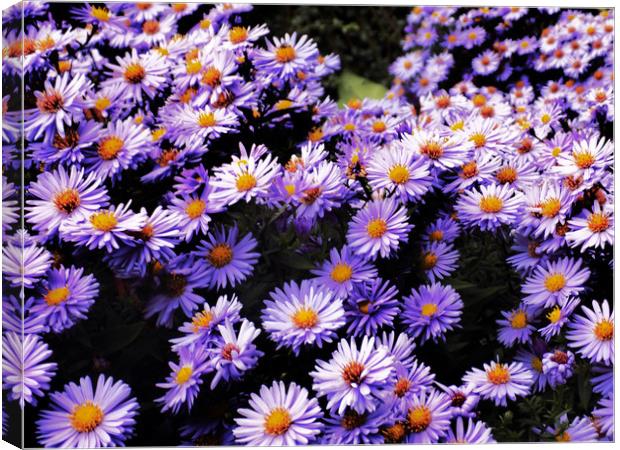 purple daisys Canvas Print by paul ratcliffe