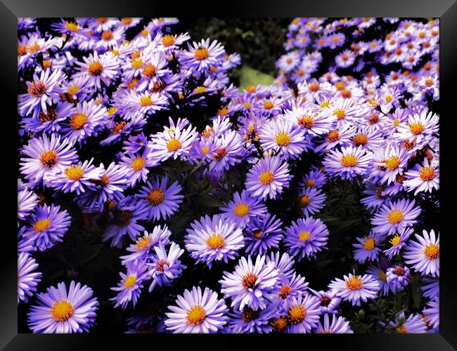 purple daisys Framed Print by paul ratcliffe