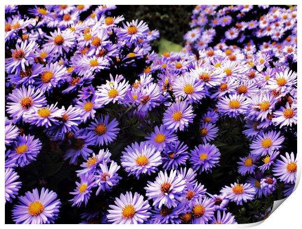 purple daisys Print by paul ratcliffe