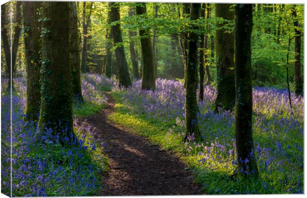 Bluebells light play Canvas Print by Michael Brookes