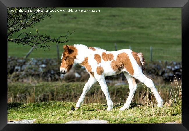 Foal Framed Print by Mary Fletcher