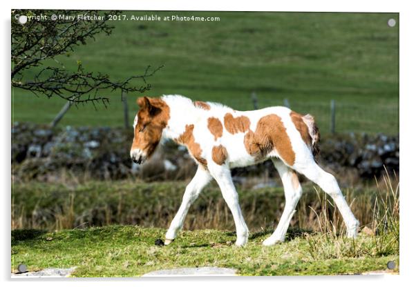 Foal Acrylic by Mary Fletcher