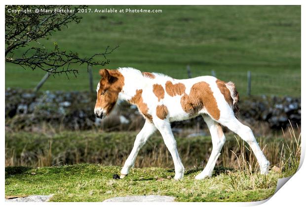 Foal Print by Mary Fletcher