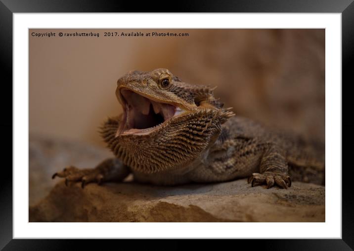 Hissing Bearded Dragon Framed Mounted Print by rawshutterbug 