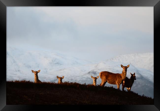 Red Deer in the Highlands  Framed Print by Macrae Images