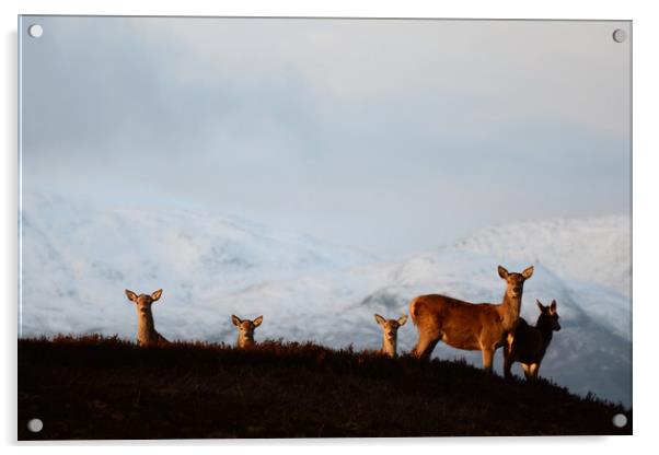 Red Deer in the Highlands  Acrylic by Macrae Images
