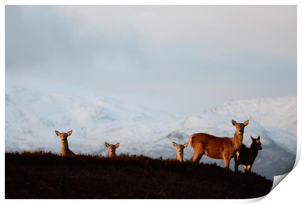 Red Deer in the Highlands  Print by Macrae Images