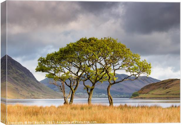 Copse on Crummock Water Canvas Print by Phil Buckle