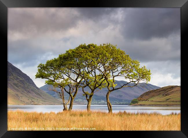 Copse on Crummock Water Framed Print by Phil Buckle