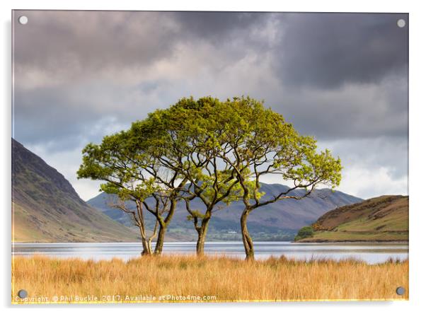 Copse on Crummock Water Acrylic by Phil Buckle