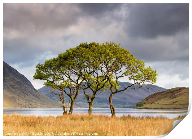 Copse on Crummock Water Print by Phil Buckle