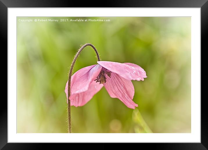 Meconopsis x cookei Framed Mounted Print by Robert Murray