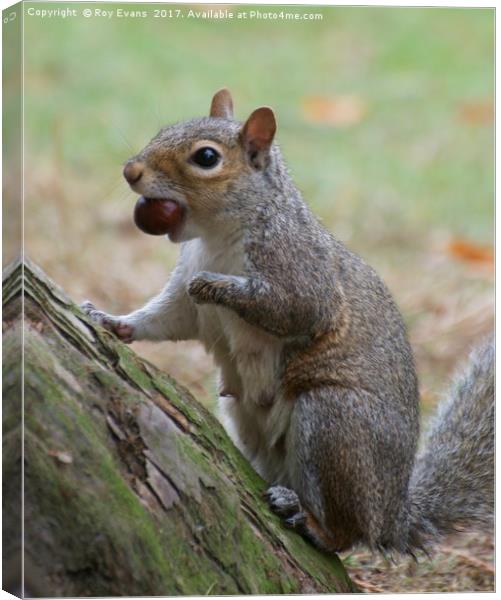Grey squirrel collecting this nuts Canvas Print by Roy Evans