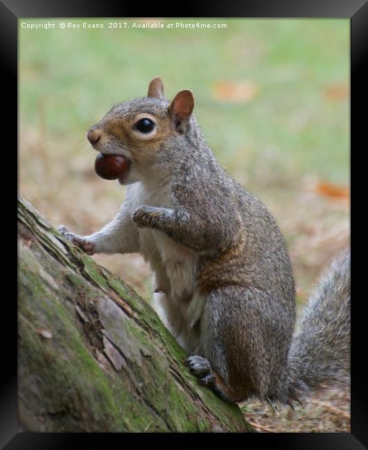 Grey squirrel collecting this nuts Framed Print by Roy Evans
