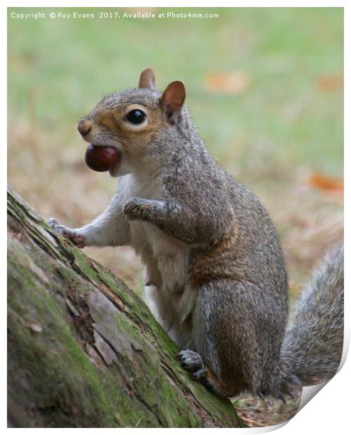 Grey squirrel collecting this nuts Print by Roy Evans