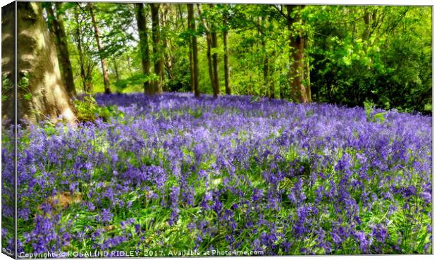 "Bluebell Bank" Canvas Print by ROS RIDLEY